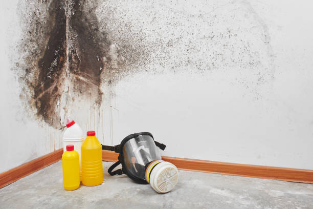 Best Emergency Mold Removal  in Lewisville, TX
