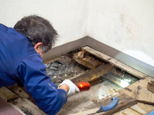 Best Affordable Mold Removal  in Lewisville, TX