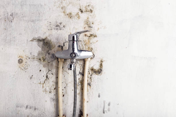  Lewisville, TX Mold Removal Pros