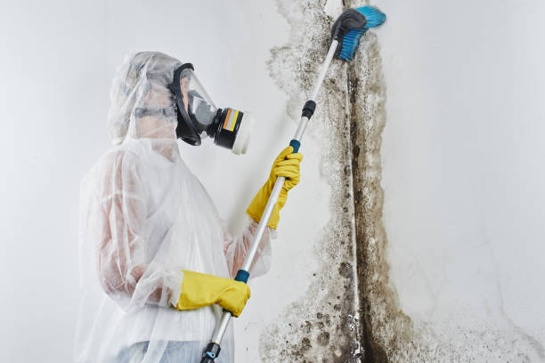Best Black Mold Removal  in Lewisville, TX