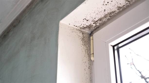 Office Mold Removal Services in Lewisville, TX