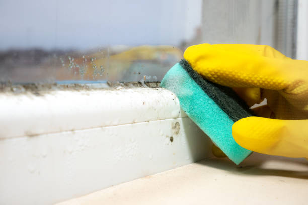 Best Mold Damage Repair  in Lewisville, TX