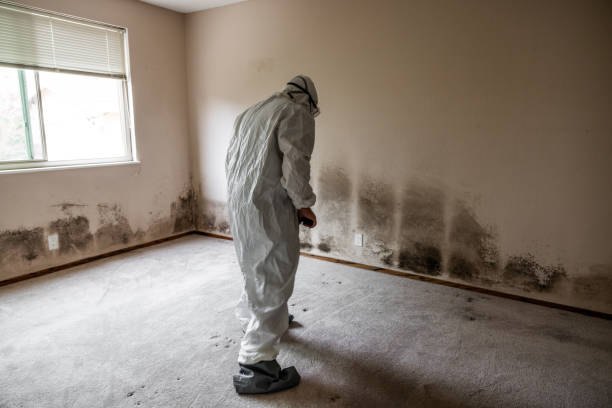 Best Home Mold Removal  in Lewisville, TX