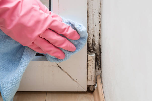 Mold Removal Process in Lewisville, TX