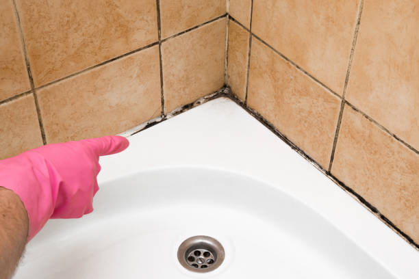 Best Attic Mold Removal  in Lewisville, TX