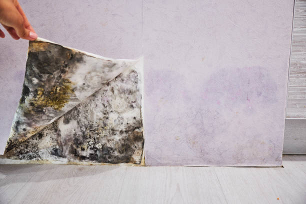 Best Commercial Mold Removal  in Lewisville, TX